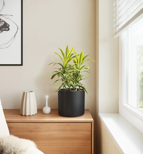 Dracaena Reflexa Variegata
