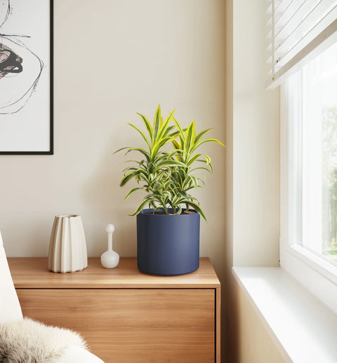 Dracaena Reflexa Variegata
