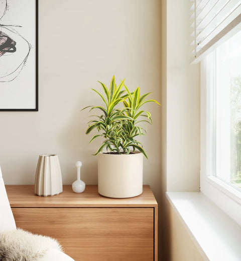 Dracaena Reflexa Variegata