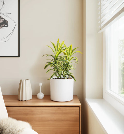 Dracaena Reflexa Variegata