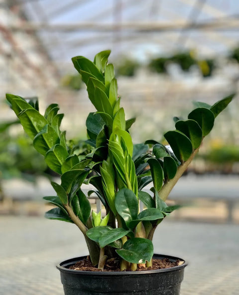 Dwarf ZZ Plant