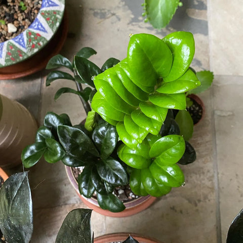 Dwarf ZZ Plant