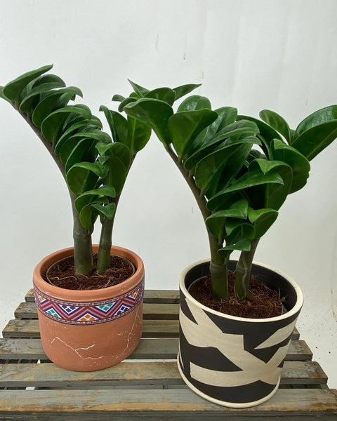 Dwarf ZZ Plant