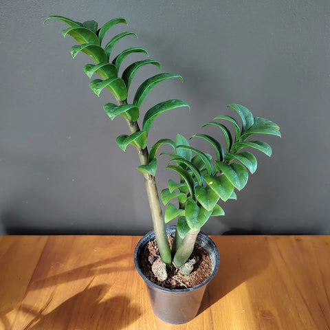 Dwarf ZZ Plant