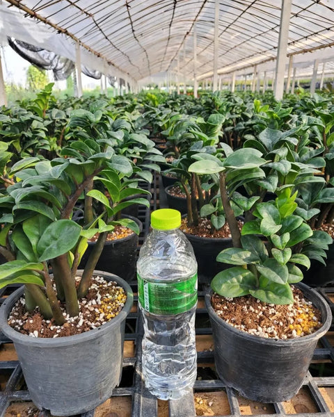 Dwarf ZZ Plant