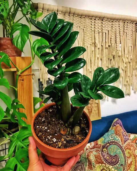 Dwarf ZZ Plant