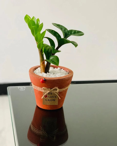 Dwarf ZZ Plant