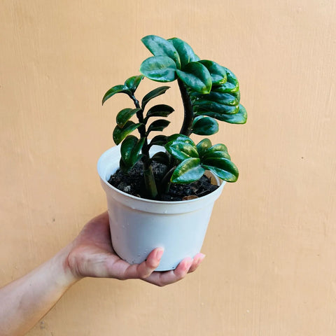 Dwarf ZZ Plant