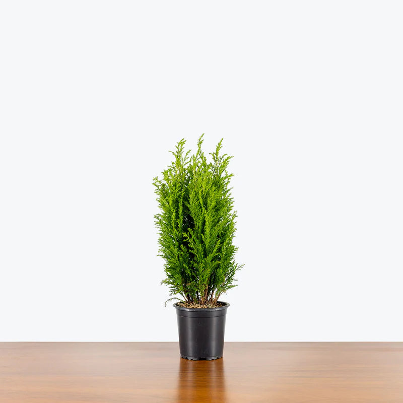 European Cypress