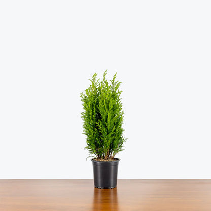 European Cypress