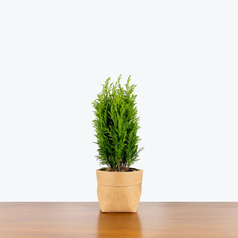 European Cypress