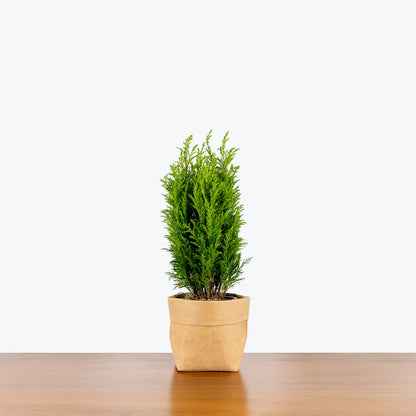 European Cypress