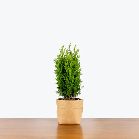 European Cypress