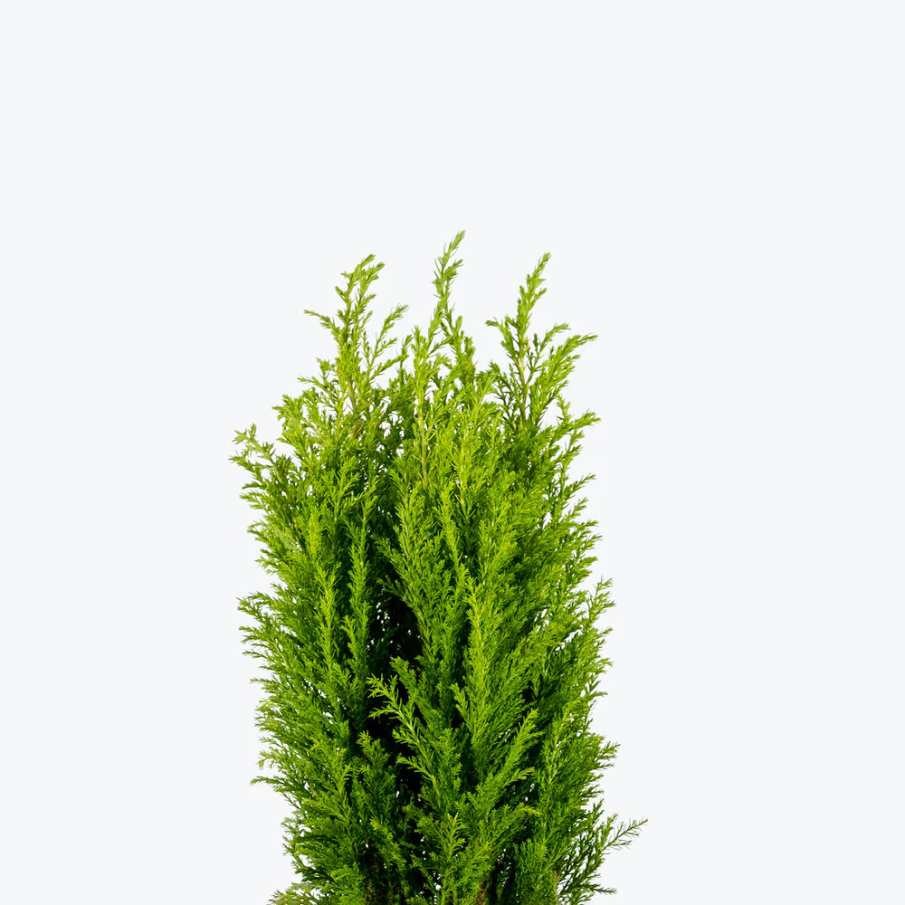 European Cypress