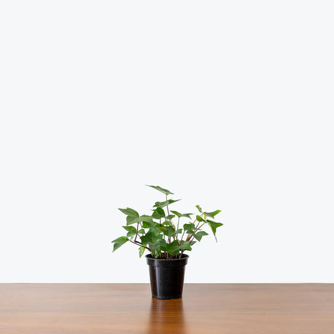 English Ivy