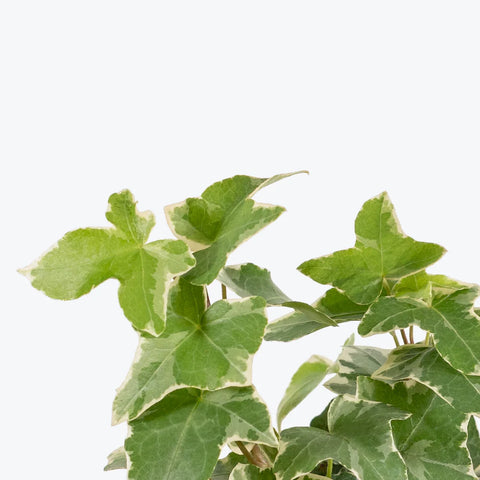 English Ivy Variegated