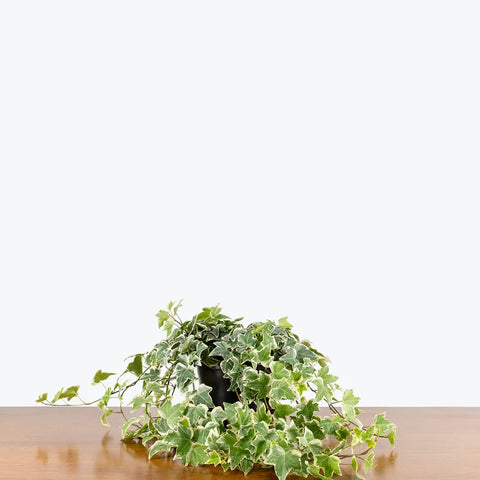 English Ivy Variegated