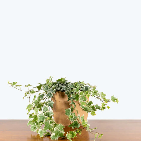 English Ivy Variegated