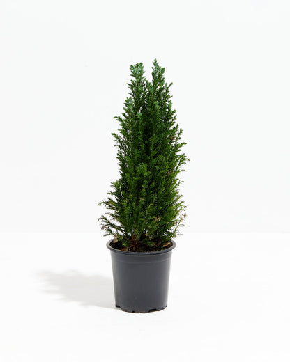 European Cypress