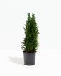 European Cypress