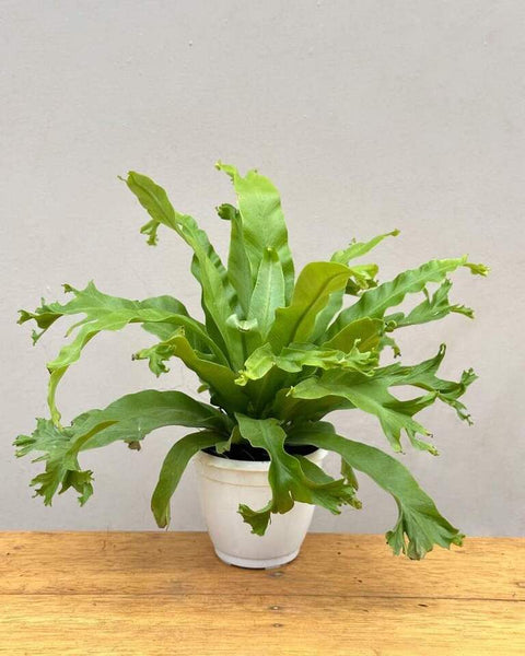 Fish Tail Fern