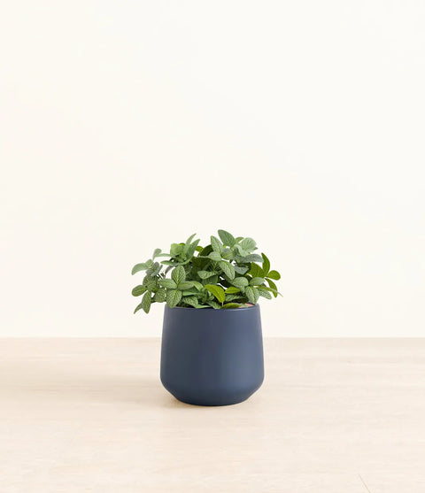 White Nerve Plant