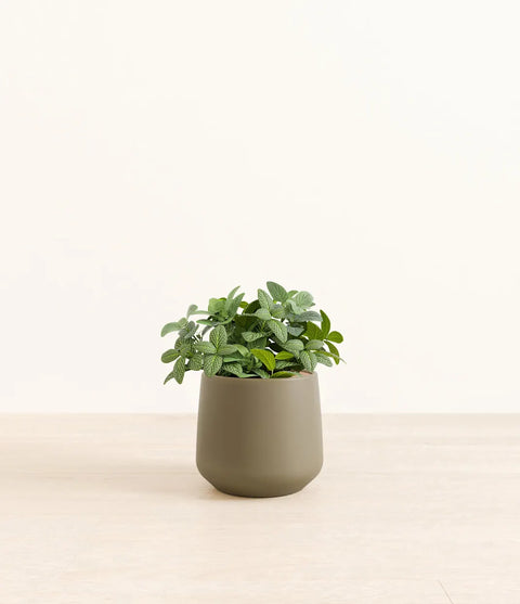 White Nerve Plant