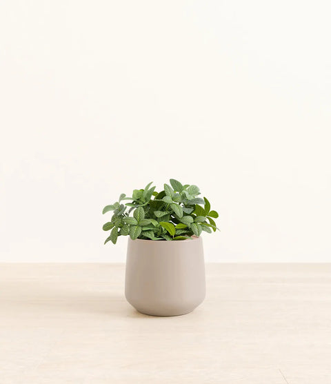 White Nerve Plant