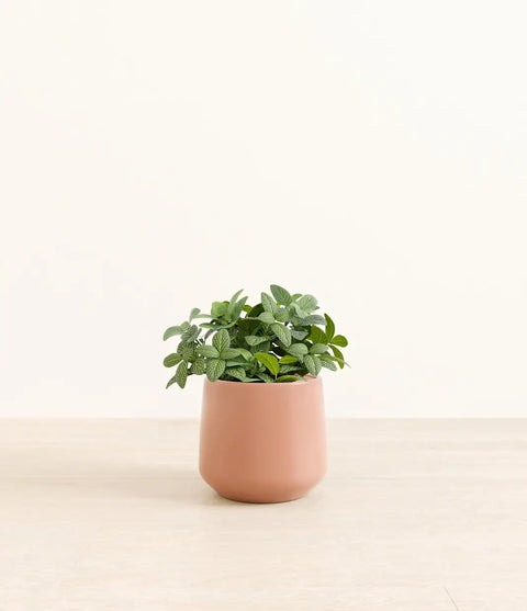 White Nerve Plant