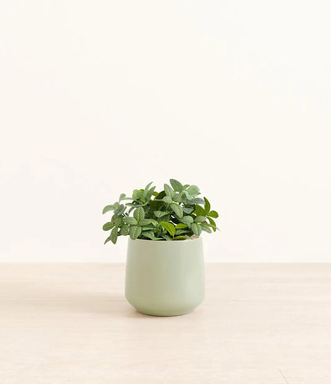 White Nerve Plant
