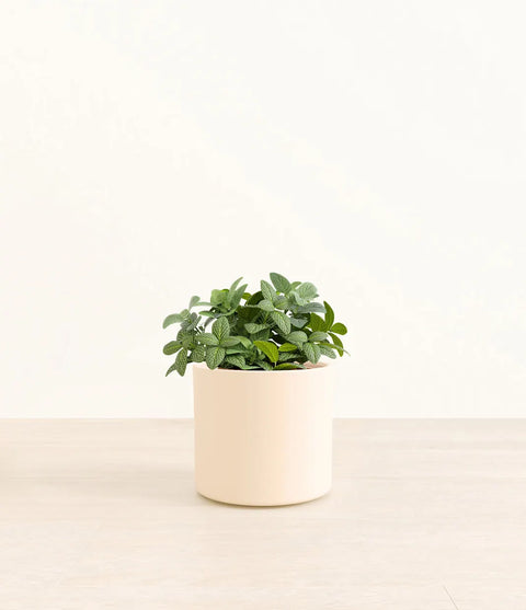 White Nerve Plant