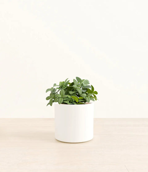 White Nerve Plant