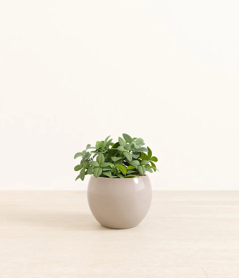 White Nerve Plant