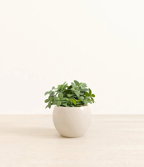White Nerve Plant