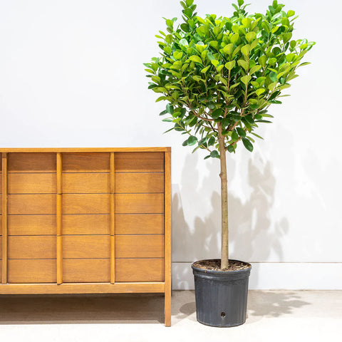 Ficus Moclame XL