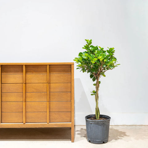 Ficus Moclame