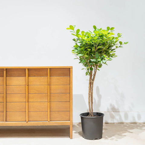 Ficus Moclame
