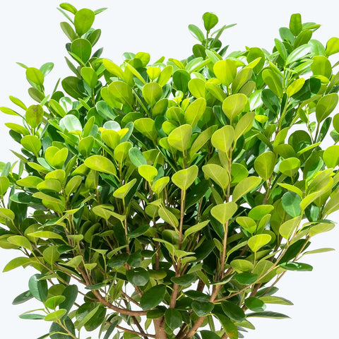Ficus Moclame XL