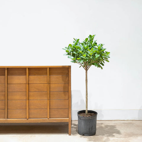 Ficus Moclame