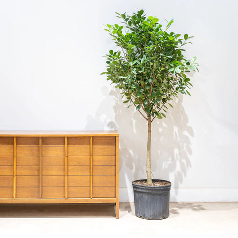 Ficus Moclame XL