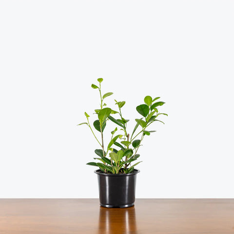 Ficus Moclame