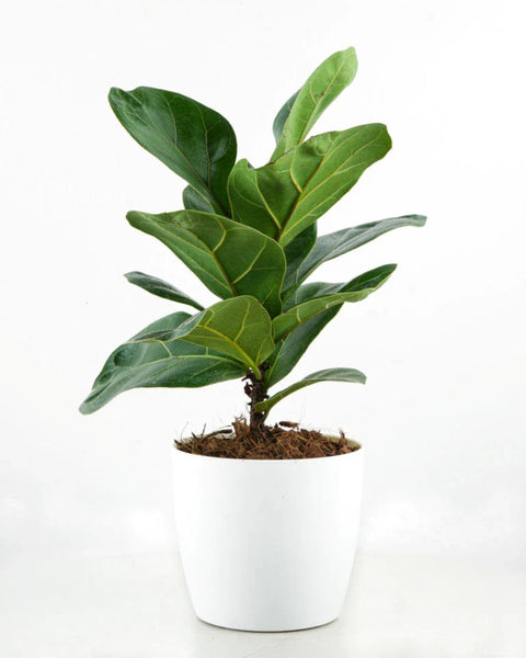 Fiddle Leaf Fig