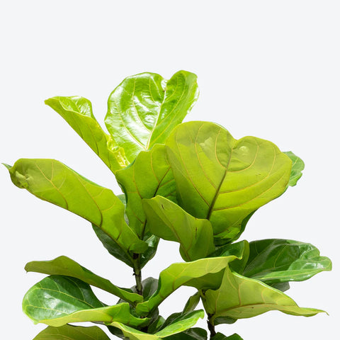 Fiddle Leaf Fig - Bush