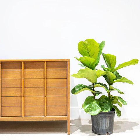 Fiddle Leaf Fig - Bush