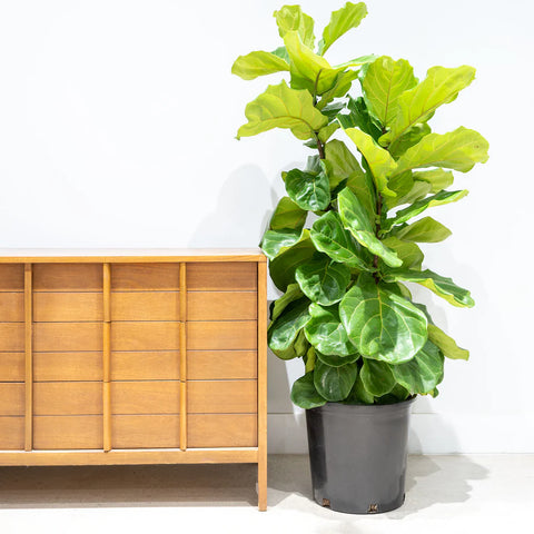 Fiddle Leaf Fig - Bush XL