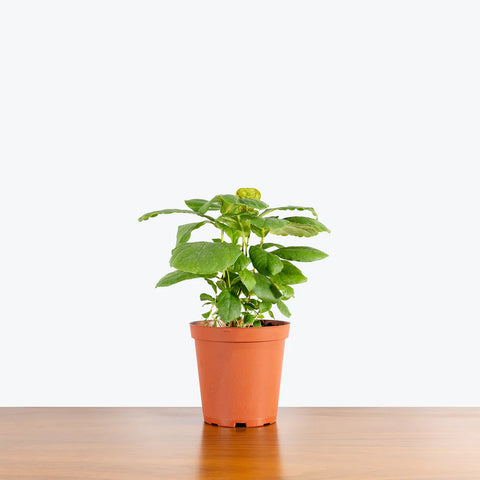 Fiddle Leaf Fig - Bush