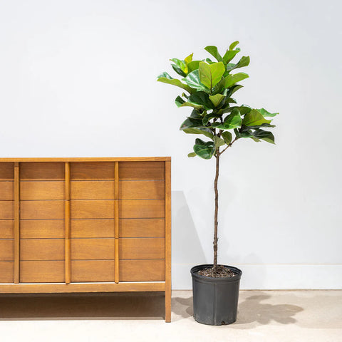 Fiddle Leaf Fig - Bambino