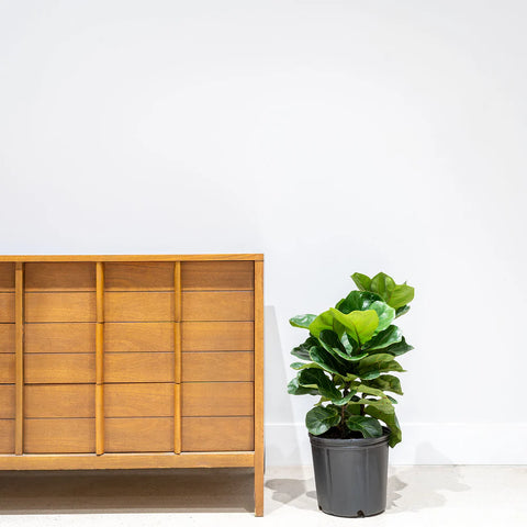 Fiddle Leaf Fig - Bambino