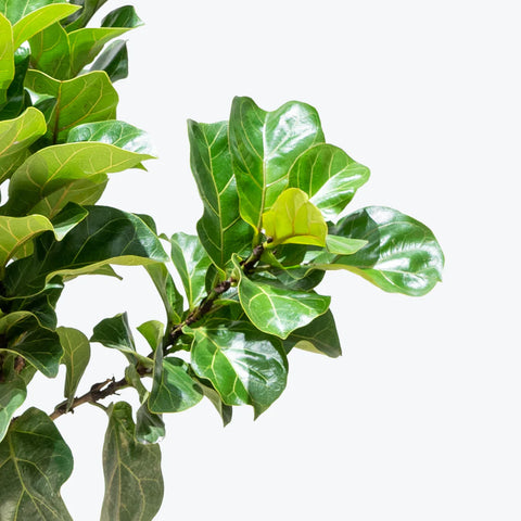 Fiddle Leaf Fig - Bambino