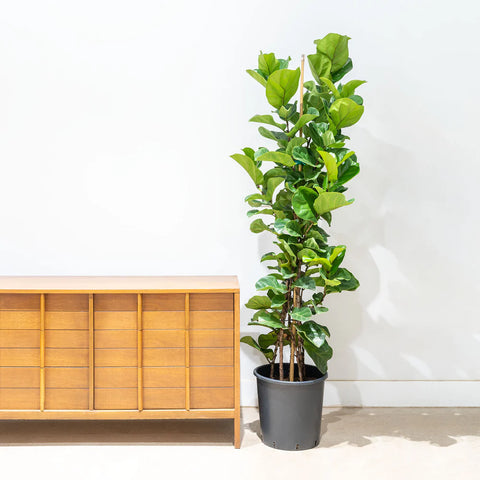 Fiddle Leaf Fig - Bambino XL